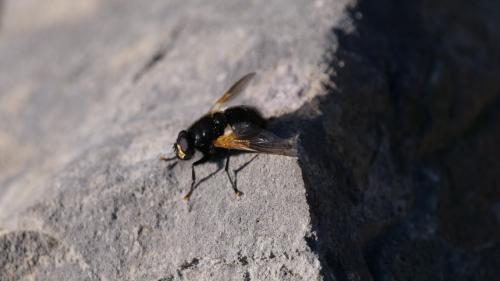 Mesembrina meridiana